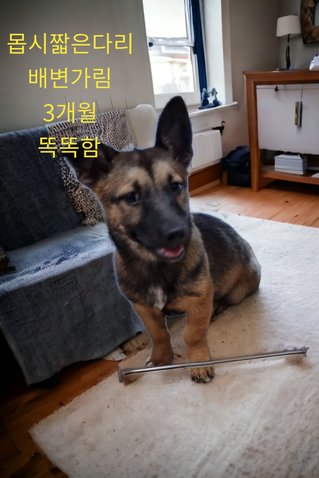 웰시코기카디건믹스인듯 이미지 파일 입니다.